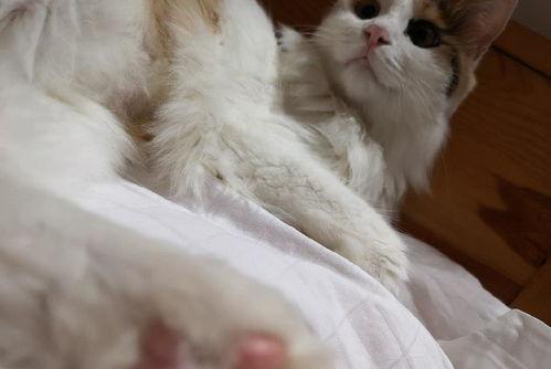 猫咪免费国产偷拍a在线视频,免费国产偷拍视频大揭秘