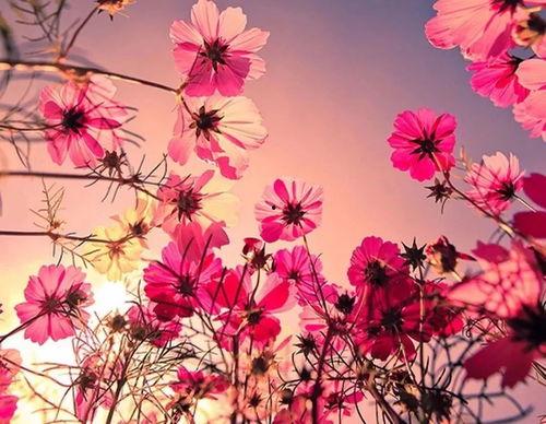 国产河北彩花视频,绽放乡土的美丽画卷