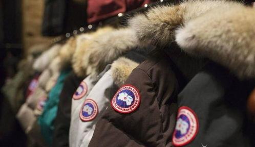 国产加拿大鹅开箱视频