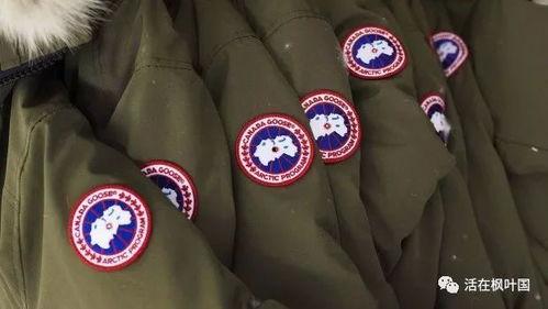 国产加拿大鹅开箱视频