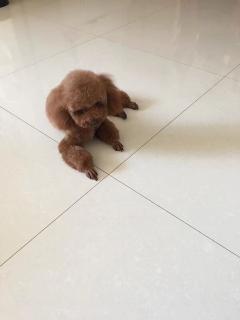 国产好姑娘全集解说视频,青春追梦，情感纠葛的青春颂歌