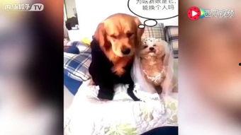 吃国产东西的视频,跟随视频探索国产美食之旅  第2张